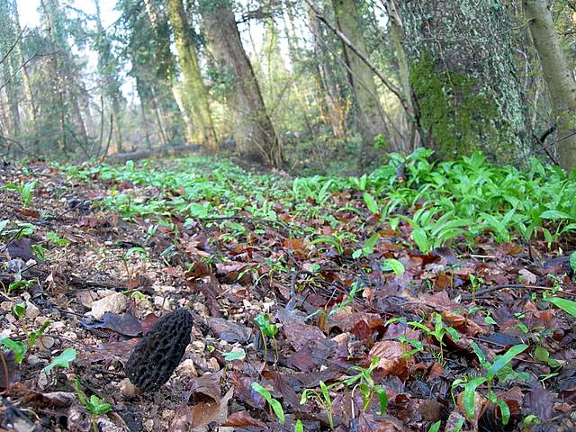 Alla ricerca della spugnola acuminata